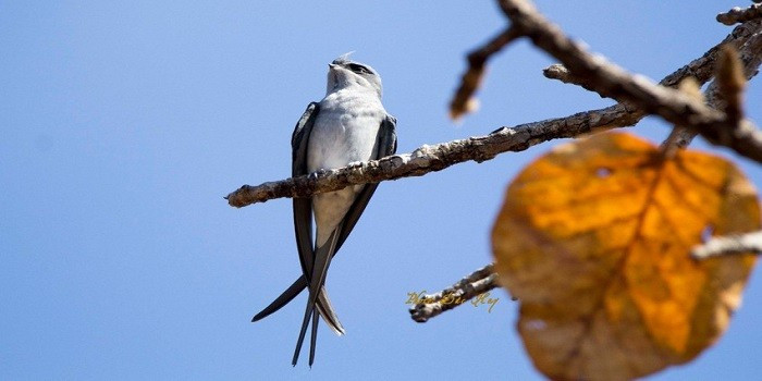 Thời điểm nghe tiếng chim hót tốt nhất tại Vườn quốc gia Yok Đôn-compressed
